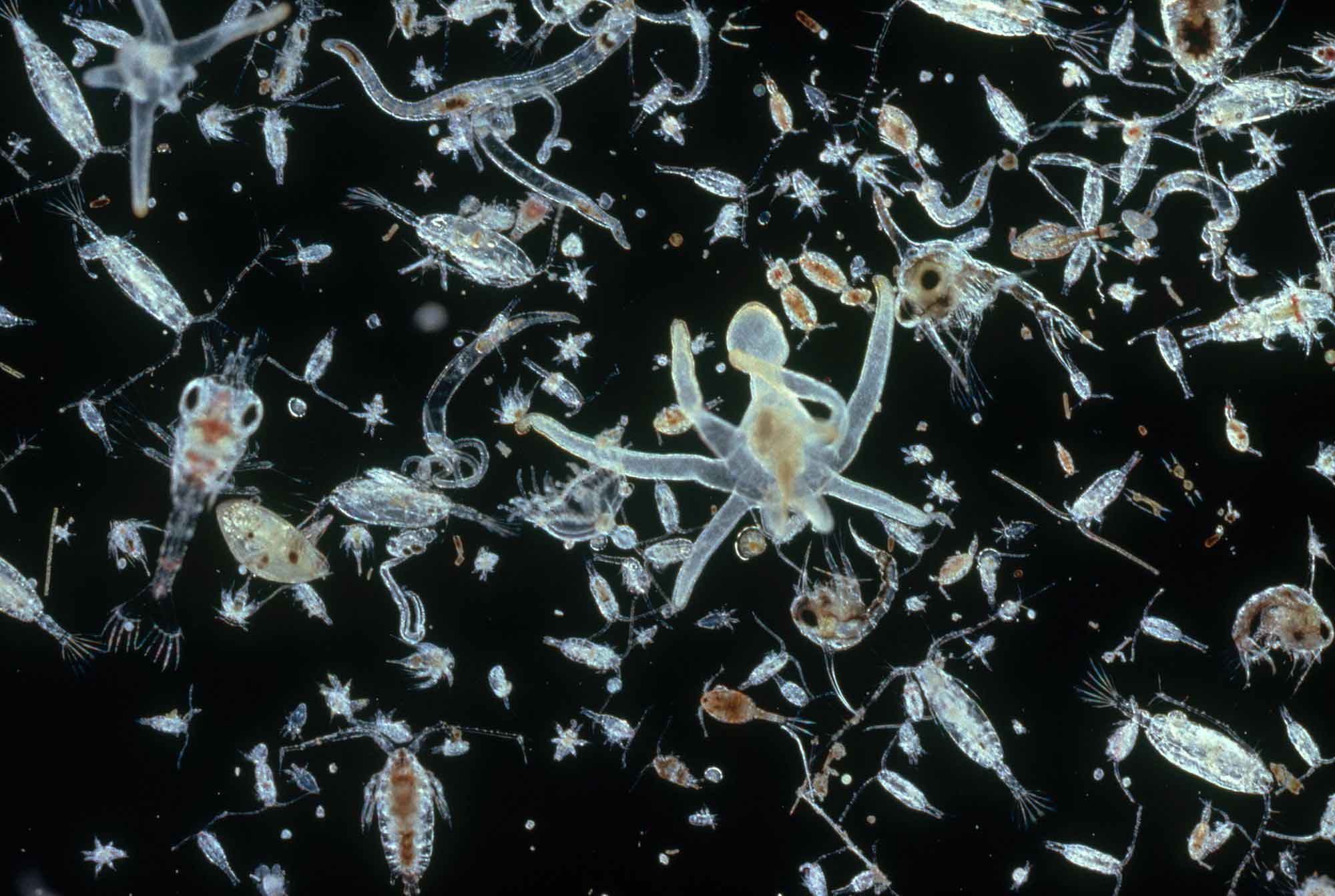 планктон в реке