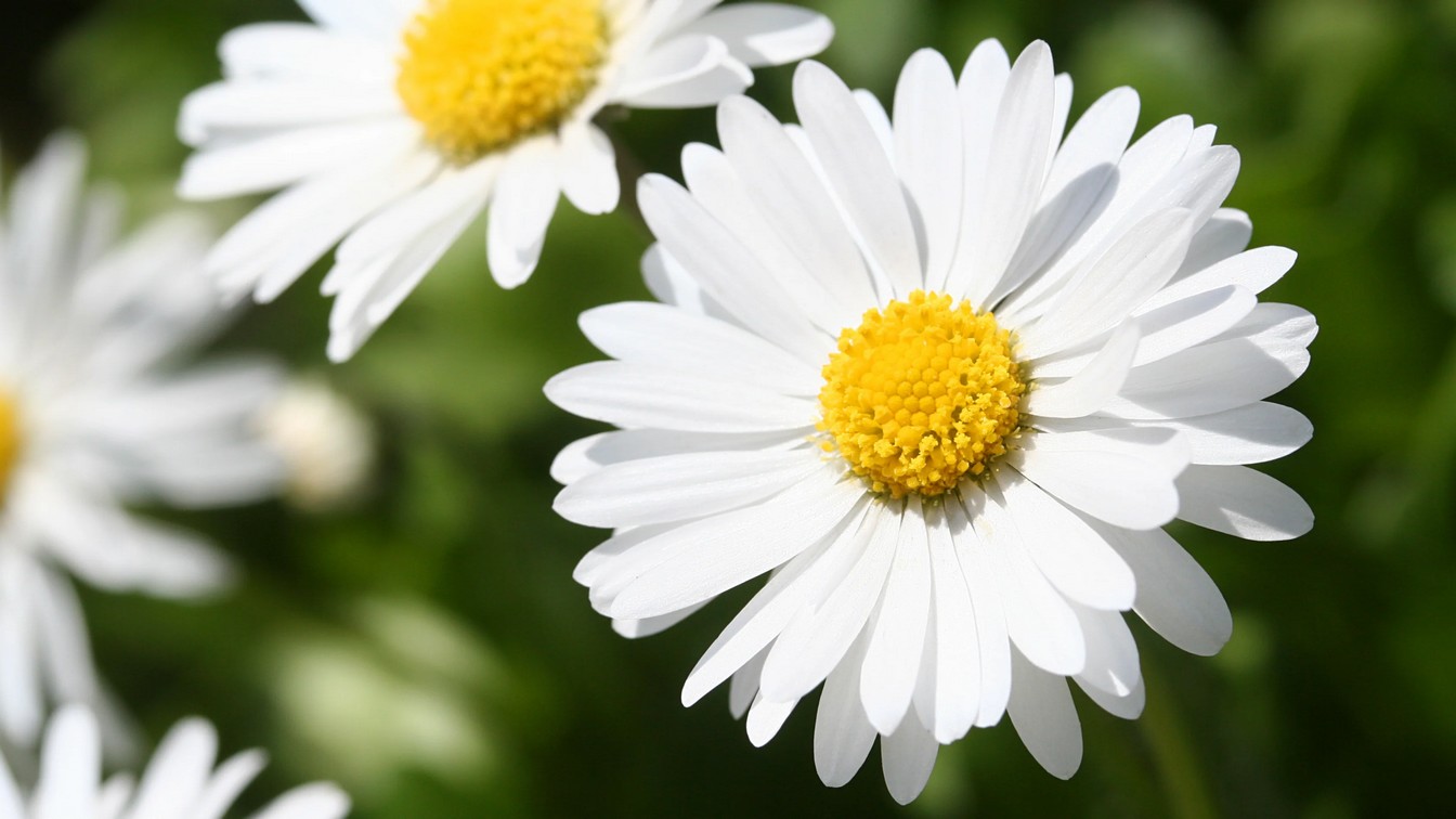 daisy