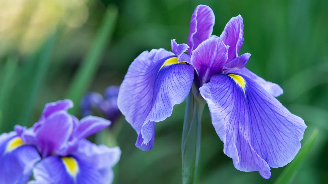 iris