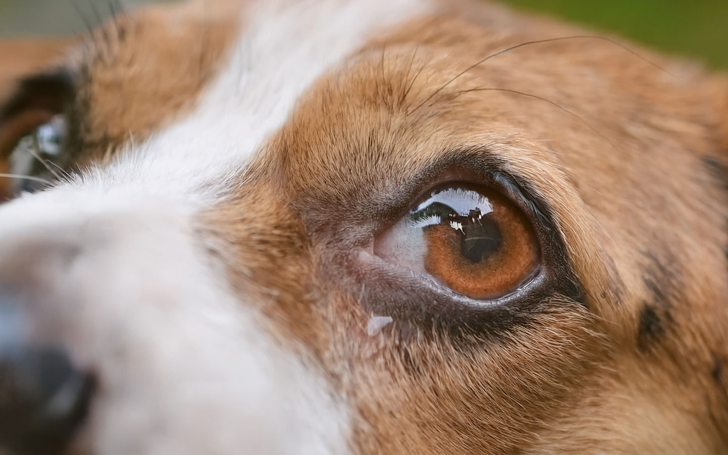 pet psychics